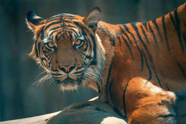 Liggande Tiger Stirrar Bilden Modernt Foto Med Tiger Farlig Katt — Stockfoto