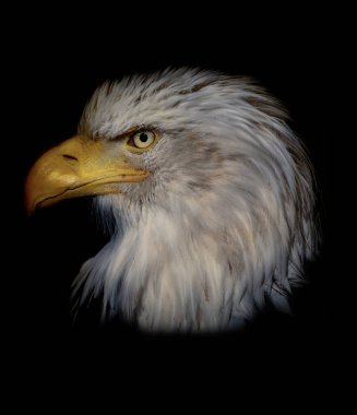 Siyah arka planda gururlu Amerikan kel kartalı (Haliaeetus albicilla). Popüler kartal portresi. Ünlü yırtıcı kuş. Canlandırma portresi.