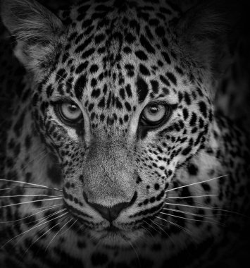 Levhart 'ın siyah beyaz rengi. Panthera Pardus Kotiya 'nın güzel portresi sağa bakıyor..