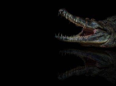 Siyah arka planda timsah portresini kapat. Vahşi yaşam timsahı izole edilmiş..