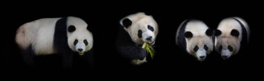 giant panda bear eating bamboo on black background