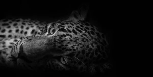 Levhart Kolorze Czarno Białym Piękny Portret Panthera Pardus Kotiya Patrząc — Zdjęcie stockowe