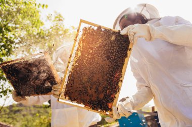 Arı yetiştiricileri arıda. Arı yetiştiricileri arılarla ve arı kovanlarıyla çalışıyor..