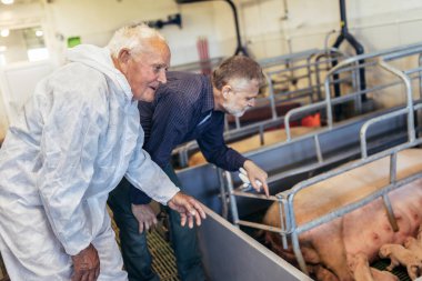 Senior veterinarian and farmer standing at the pig farm.