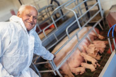  Senior veterinarian is standing at the pig farm and checking on the pig's health