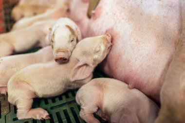 Newborn piglets suck the breasts of his mother. clipart