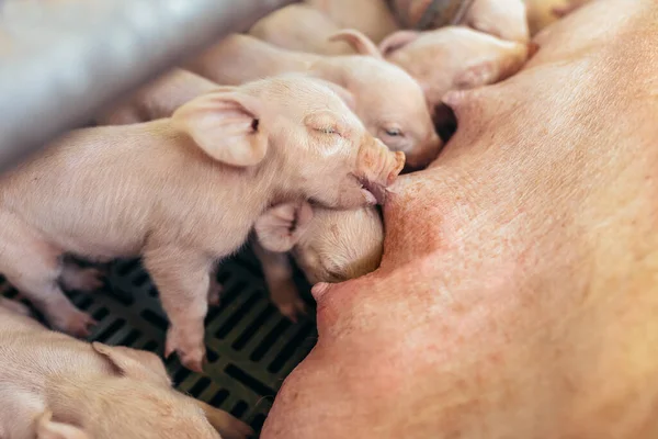 Newborn Piglets Suck Breasts His Mother — Stock Photo, Image