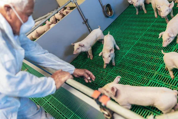 Senior Veterinarian Standing Pig Farm Checking Pig Health — Stock Photo, Image