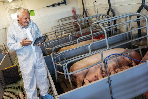 Senior Veterinarian Sterile Uniform Standing Pig Farm Holding Digital Tablet — Stok fotoğraf