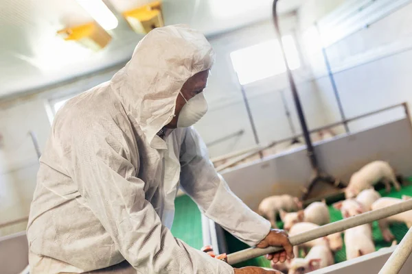  Kıdemli veteriner domuz çiftliğinde dikilip domuzun sağlığını kontrol ediyor.