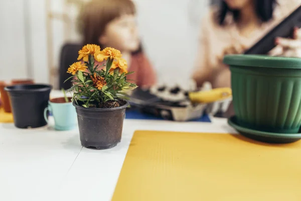 Menina Bonito Ajuda Sua Mãe Cuidar Plantas Concentre Flores Vaso — Fotografia de Stock