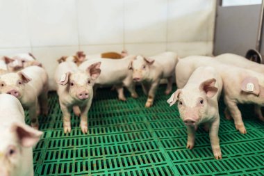 A small piglet in the farm. Swine in a stall. 