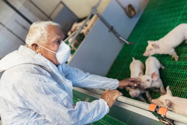 Senior Veterinarian Standing Pig Farm Checking Pig Health — Stock Photo, Image