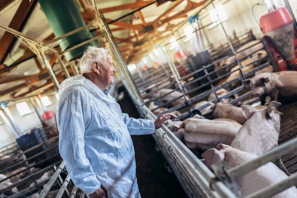 Senior Veterinarian Standing Pig Farm Checking Pig Health — Stok fotoğraf