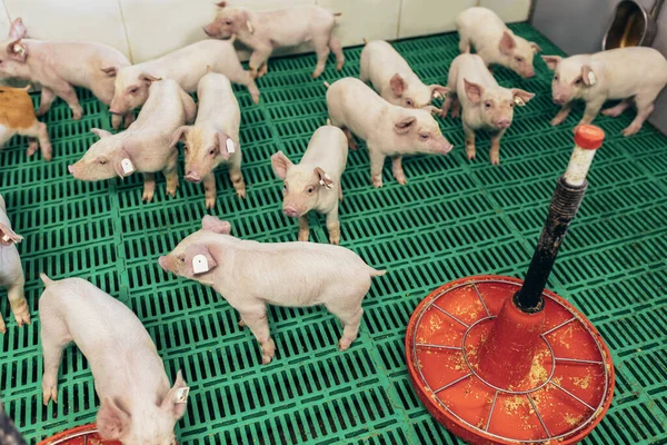Small Piglet Farm Swine Stall — Stock Photo, Image