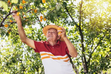 Meyve bahçesinden kayısı toplayan mutlu son sınıf öğrencisi, kaliteden memnun..