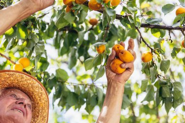 Meyve bahçesinden kayısı toplayan mutlu son sınıf öğrencisi, kaliteden memnun..