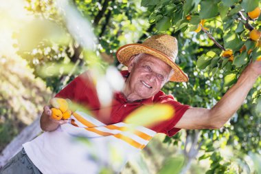 Meyve bahçesinden kayısı toplayan mutlu son sınıf öğrencisi, kaliteden memnun..