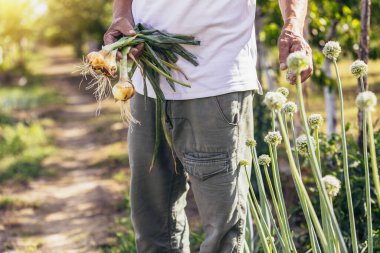 Köydeki sebze bahçesinden soğan toplayan kıdemli adam. Kapat..