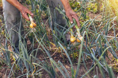 Köydeki sebze bahçesinden soğan toplayan kıdemli adam. Kapat..