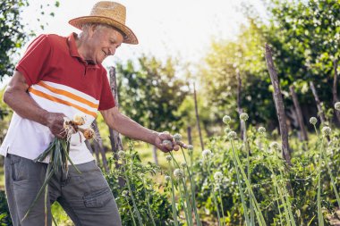 Köydeki sebze bahçesinden soğan toplayan gri saçlı yaşlı adam.
