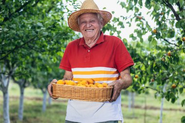 Meyve bahçesinden kayısı toplayan mutlu son sınıf öğrencisi, kaliteden memnun..