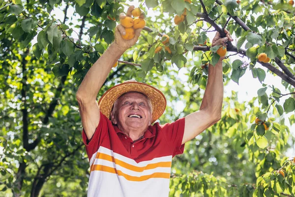 Счастливый Пожилой Человек Собирающий Абрикос Саду Удовлетворен Качеством — стоковое фото
