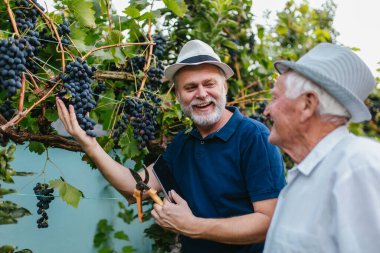 Üzüm bağında üzüm toplayan kıdemli adamlar.