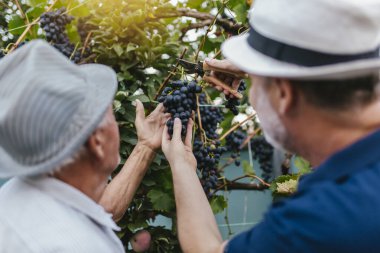 Üzüm bağında üzüm toplayan kıdemli adamlar.