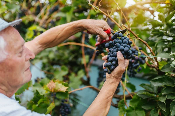 Senior man harvesting grapes in the vineyard