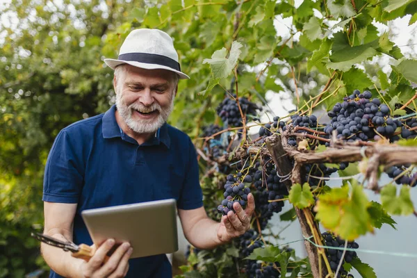 Senior Man Harvesting Grapes Vineyard Using Digital Tablet — Stok fotoğraf