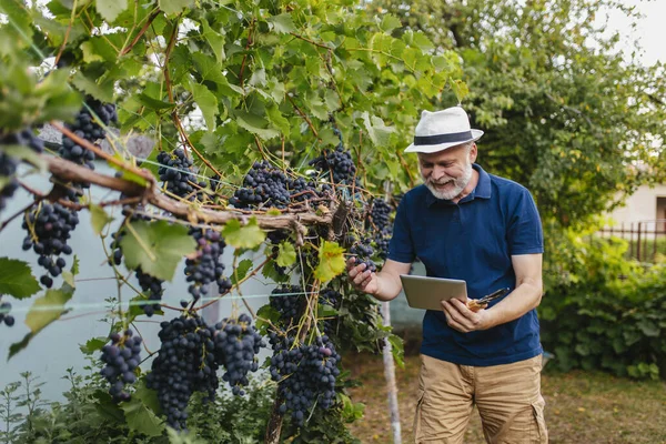 Senior Man Harvesting Grapes Vineyard Using Digital Tablet — Zdjęcie stockowe