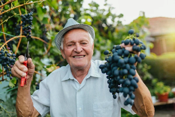 Старший Человек Уборки Винограда Винограднике — стоковое фото