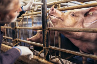 Veterinarian in the pig farm checking on the pig's health clipart