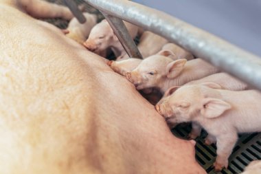 Yenidoğan domuz yavruları anne meme emmek.