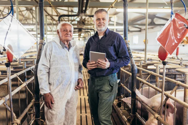 Senior Veterinarian Farmer Standing Pig Farm — Stok fotoğraf