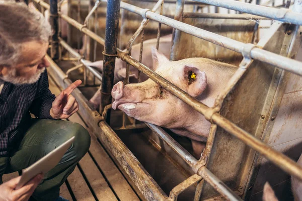 Veterinarian Pig Farm Checking Pig Health — Stok fotoğraf