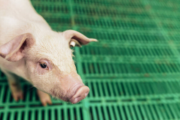 Маленький поросенок на ферме. Свиная крыша ждет сигнала. свинья в стойле. 