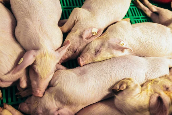 Small Piglet Farm Group Mammal Sleeping Swine Stall — Stock Photo, Image