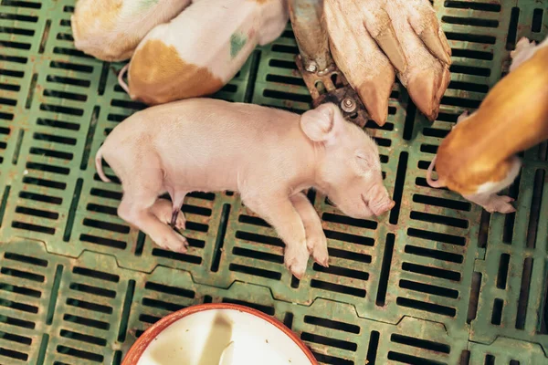 Newborn Piglets Farm Swine Stall — Stock Photo, Image