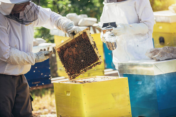 Beekeepers working to collect honey. Organic beekeeping concept.