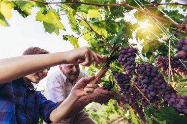 Mutlu son sınıf öğrencisi torunuyla üzüm topluyor. 