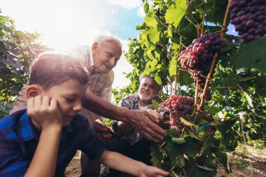 Mutlu son sınıf öğrencisi oğlu ve torunuyla üzüm topluyor.
