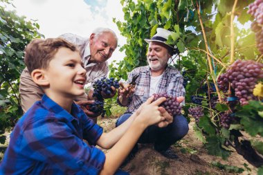 Mutlu son sınıf öğrencisi oğlu ve torunuyla üzüm topluyor.