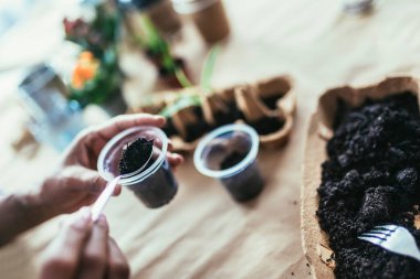 Evde çiçek nakli yapan bir kadın. Bahar saksısı çiçek bakımı. 