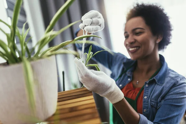 自宅で花を移植する女性 — ストック写真