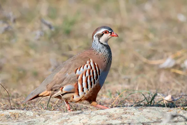 Red partridge wild — Stock Photo, Image