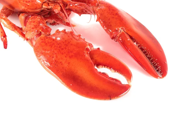 Detail van kreeft claws — Stockfoto