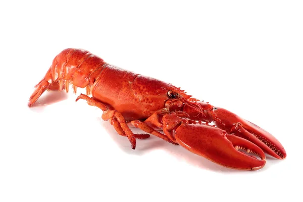 Freshly cooked lobster — Stock Photo, Image