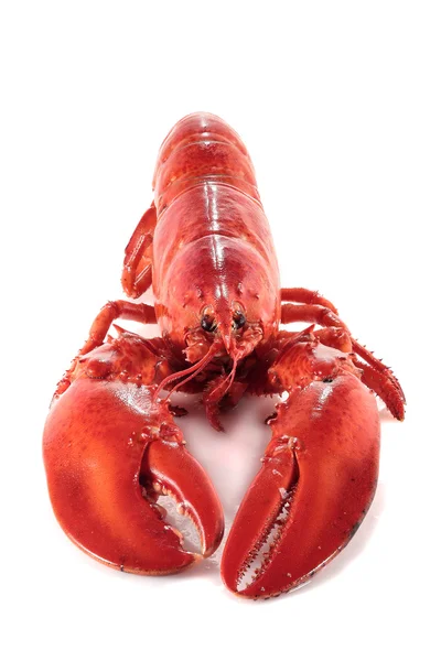 Front view of lobster — Stock Photo, Image